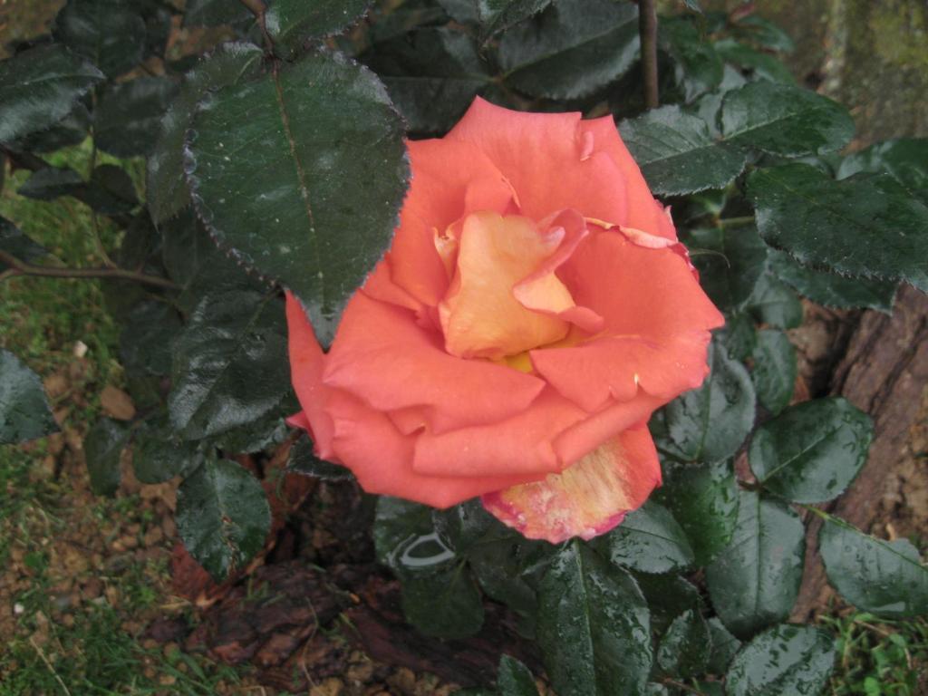 La Biocca Poggio Murella